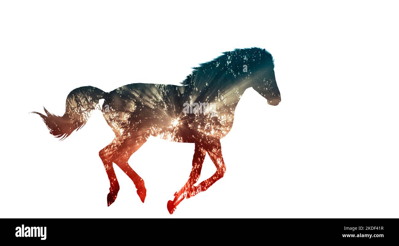 running horse, double exposure, sunrise in the forest Stock Photo