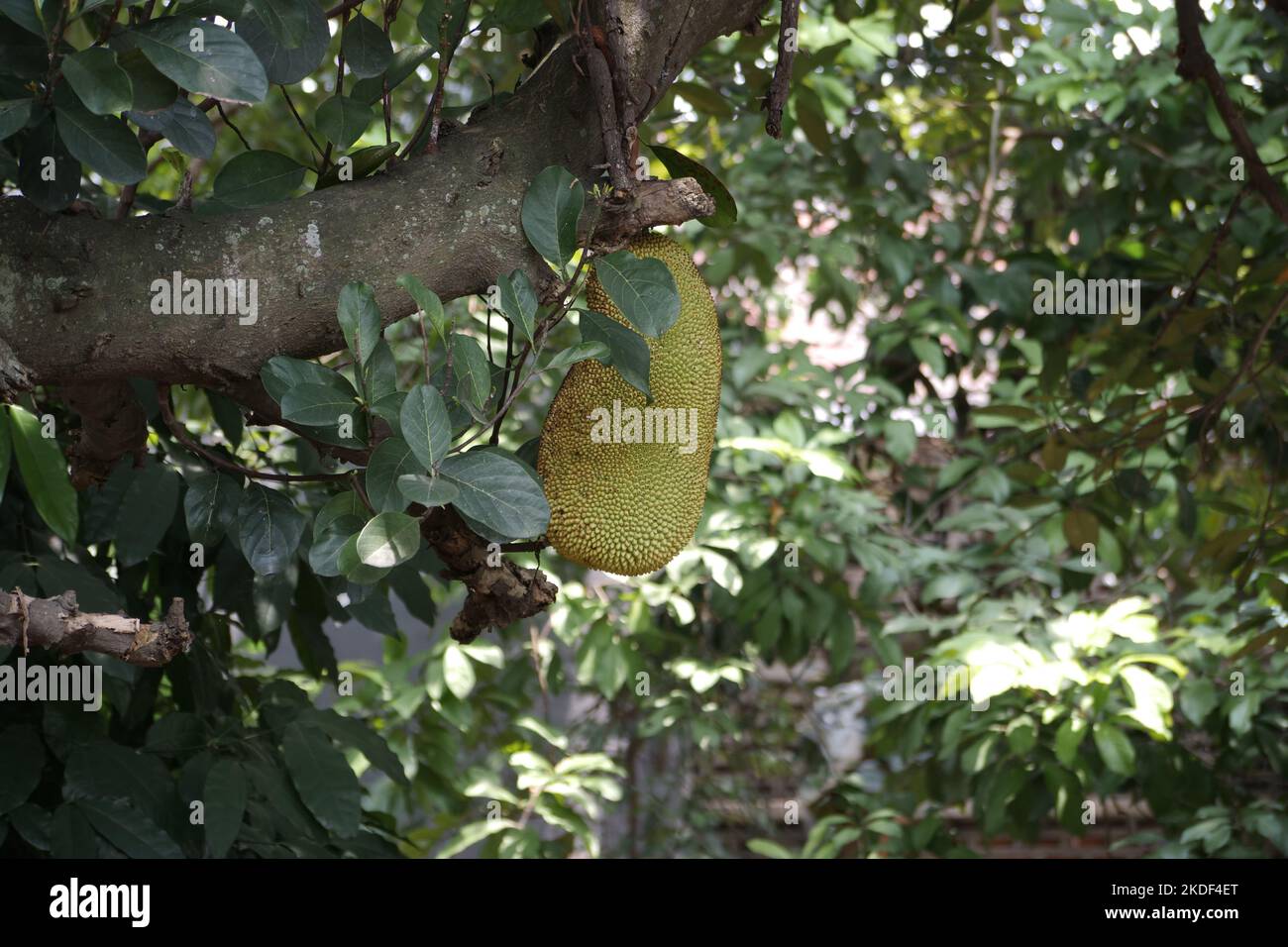 Jackfruit hanging on jackfruit tree.Artocarpus heterophyllus Stock Photo