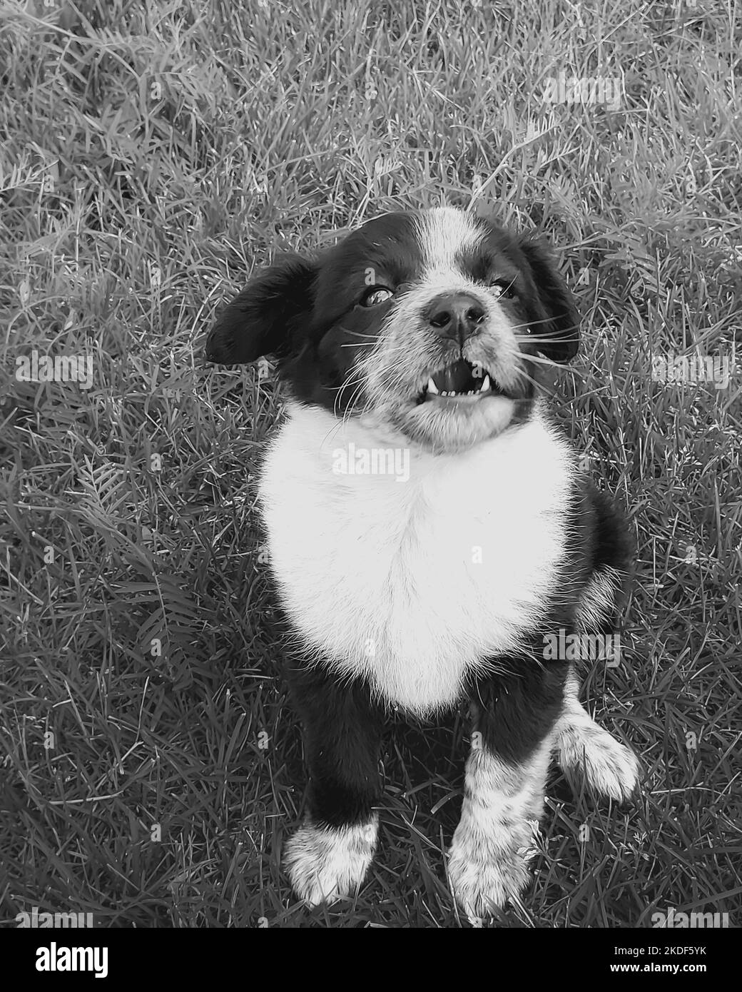 Funny puppy. black and white photo Stock Photo