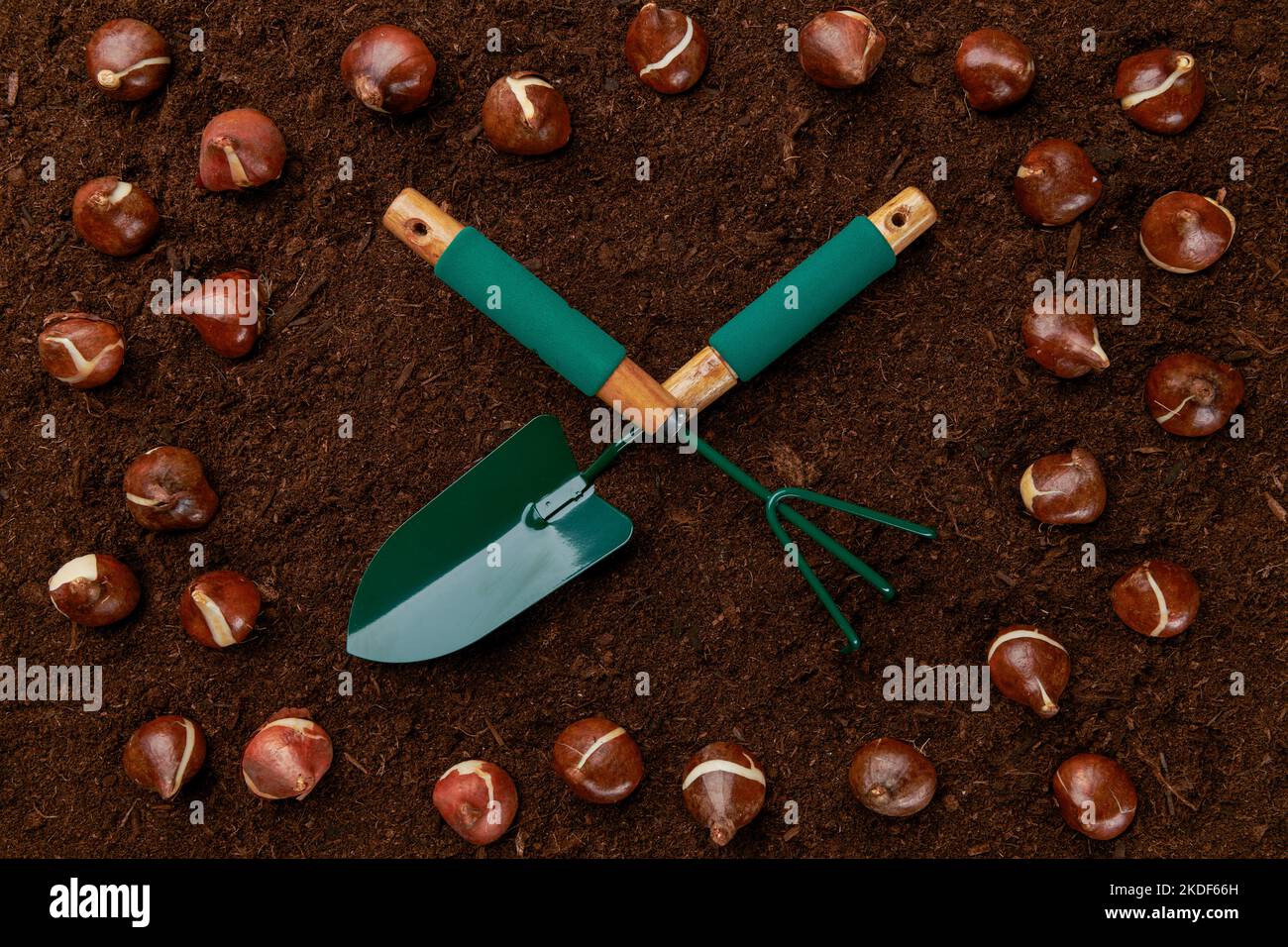 Tulip bulbs planting background. Fall tulips planting and gardening ...