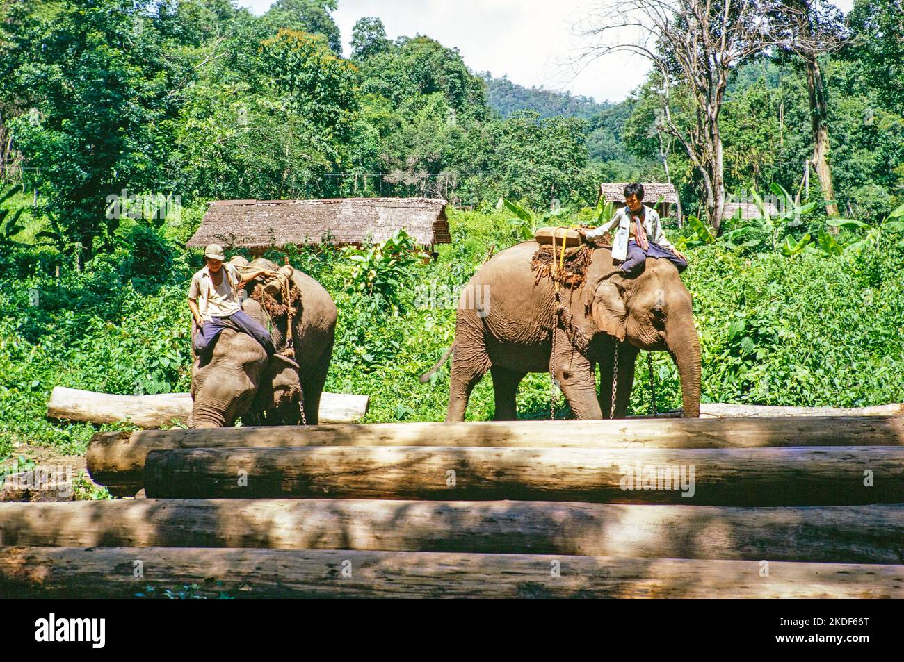 Elephants at work with timber logs in forestry area, Thailand, Asia 1971 Stock Photo