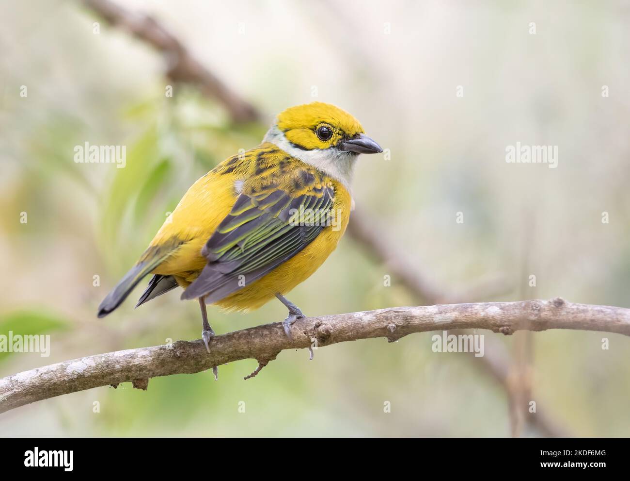 Silver-throated tanager perched on a mossy branch in Costa Rica Stock Photo