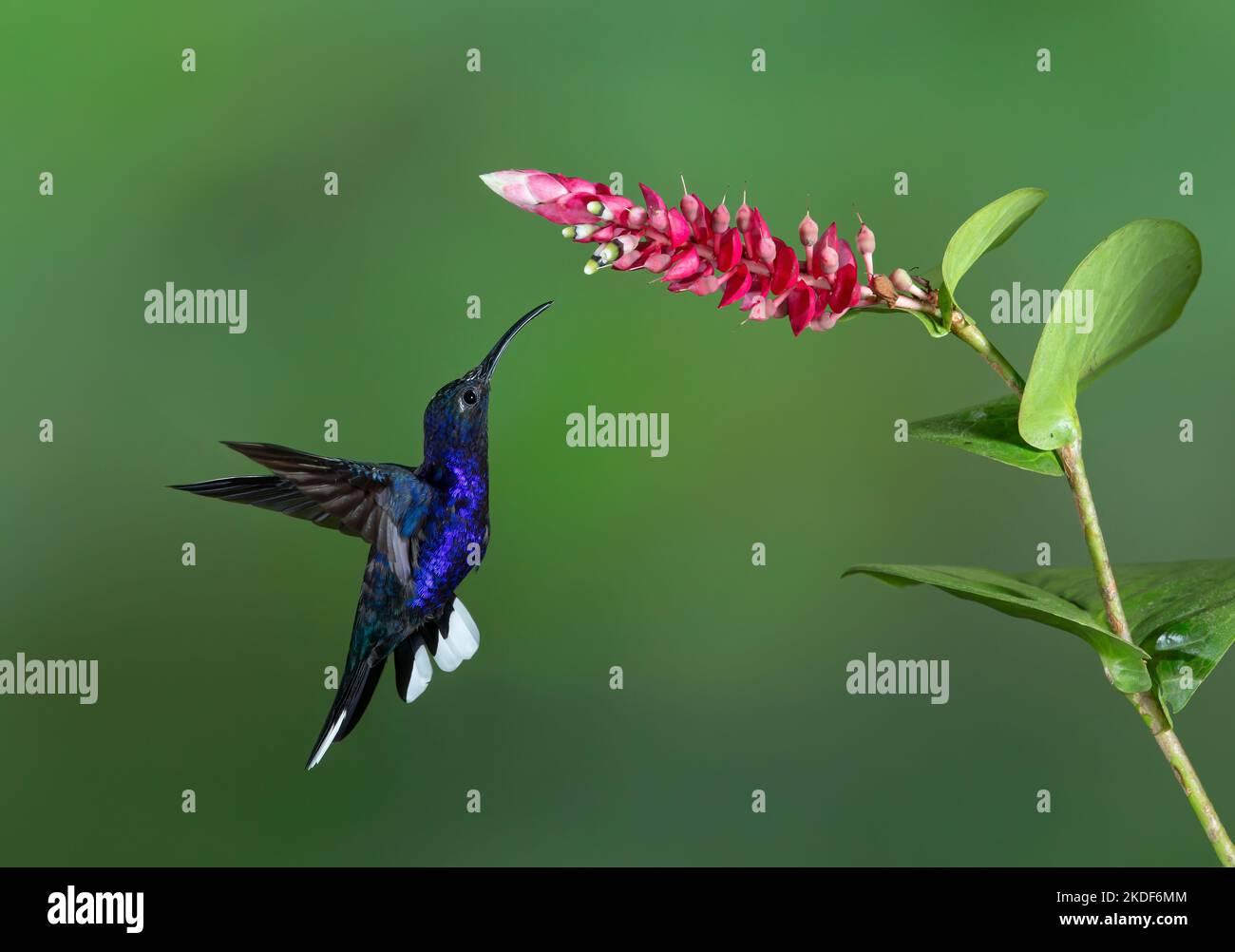 Violet sabrewing hummingbird (Campylopterus hemileucurus) in flight in Costa Rica Stock Photo