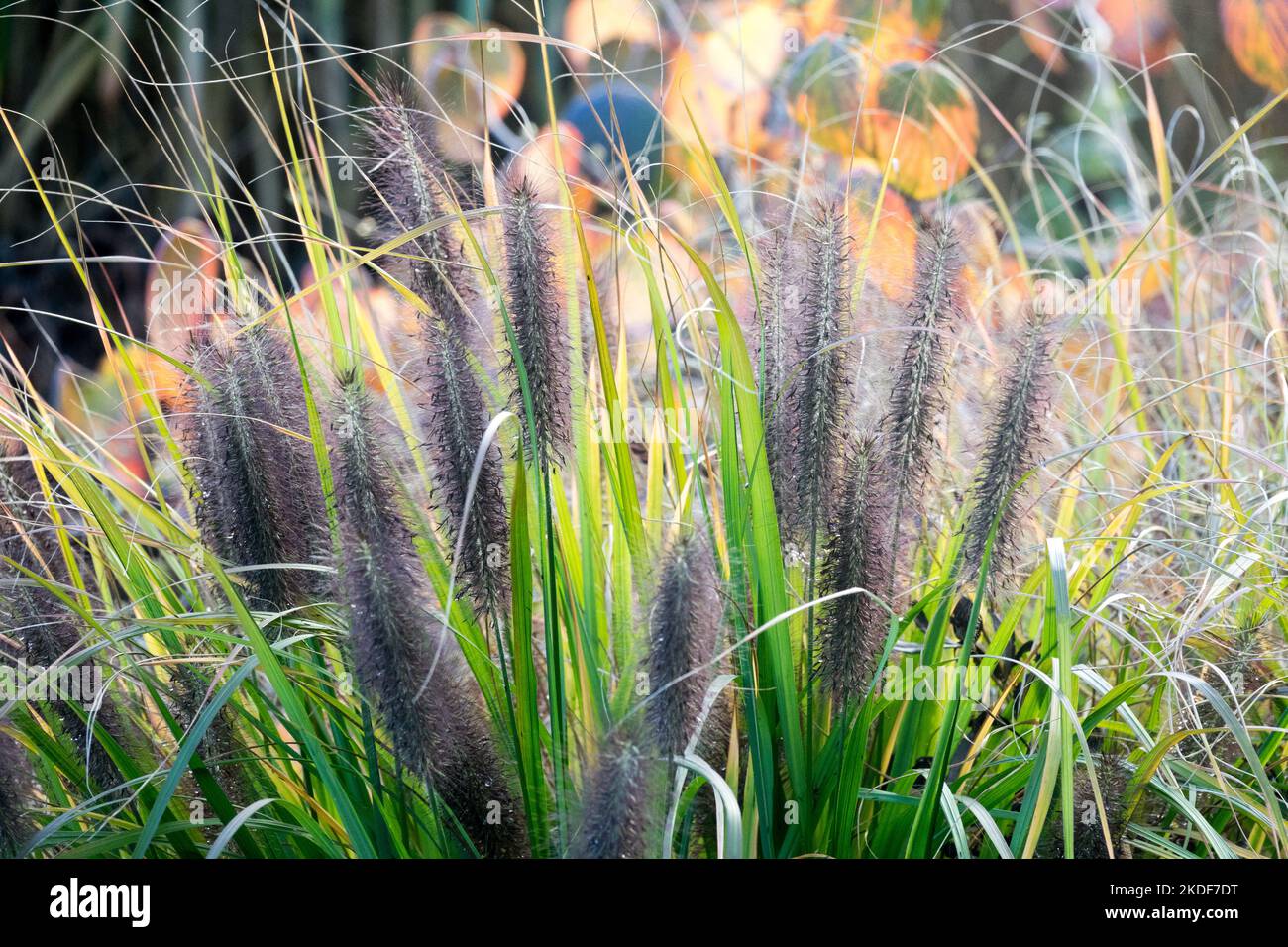 Pennisetum, Fountain Grass, Seedheads, Pennisetum 'Black Beauty', Flower, Hardy, Grass, Season, Plant, Seed heads Stock Photo