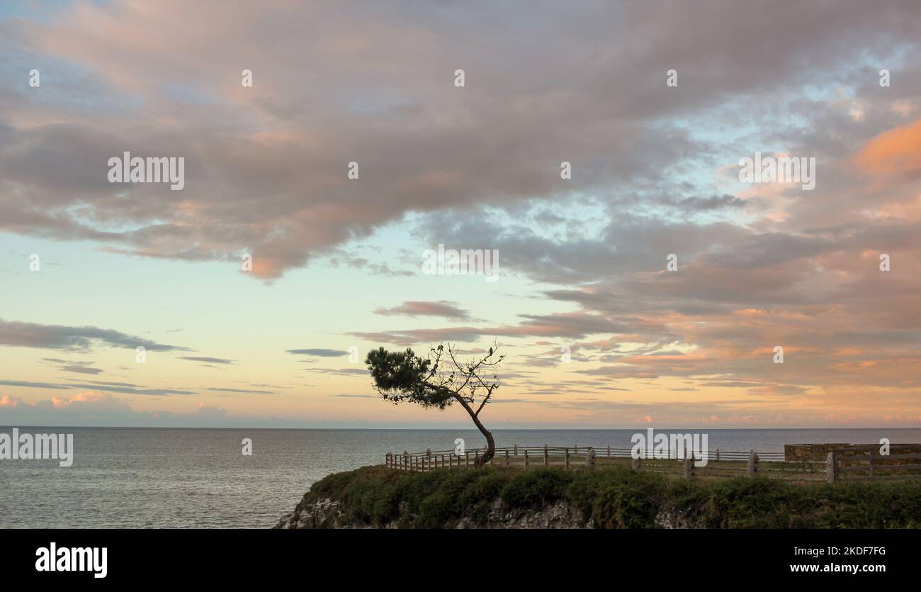 Tree over front beach hi-res stock photography and images - Alamy