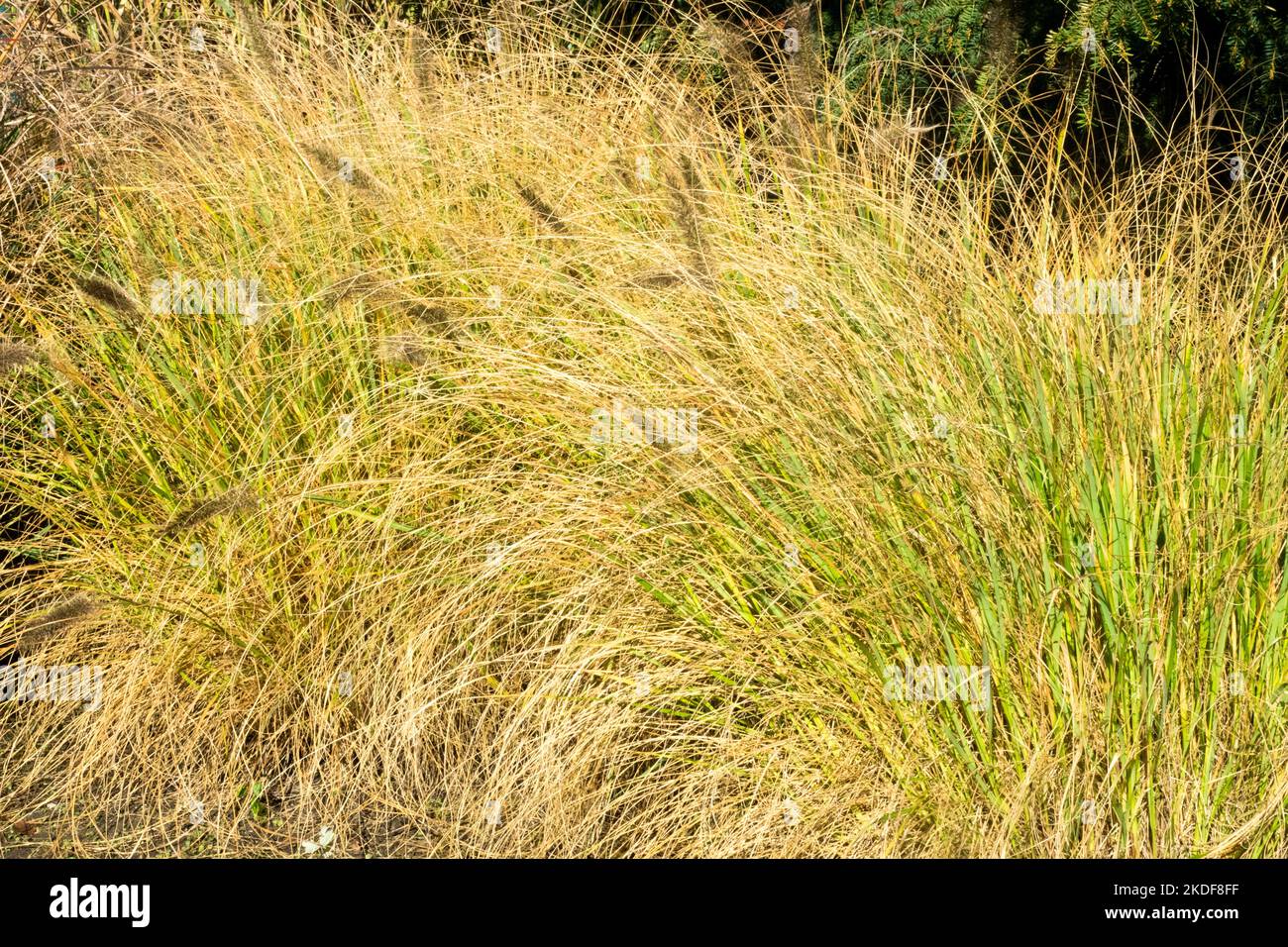 Fountain Grass, Garden, Pennisetum alopecuroides 'Cassian', Clump, Pennisetums, Autumn, Plant, Grasses Stock Photo