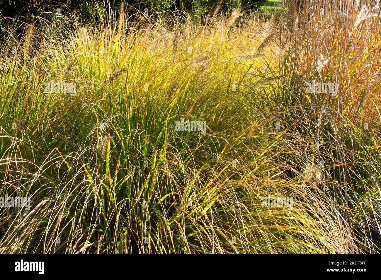 Fountain Grass, Garden, Pennisetum alopecuroides 'Cassian', Clump, Pennisetums, Autumn, Plant, Grasses Stock Photo