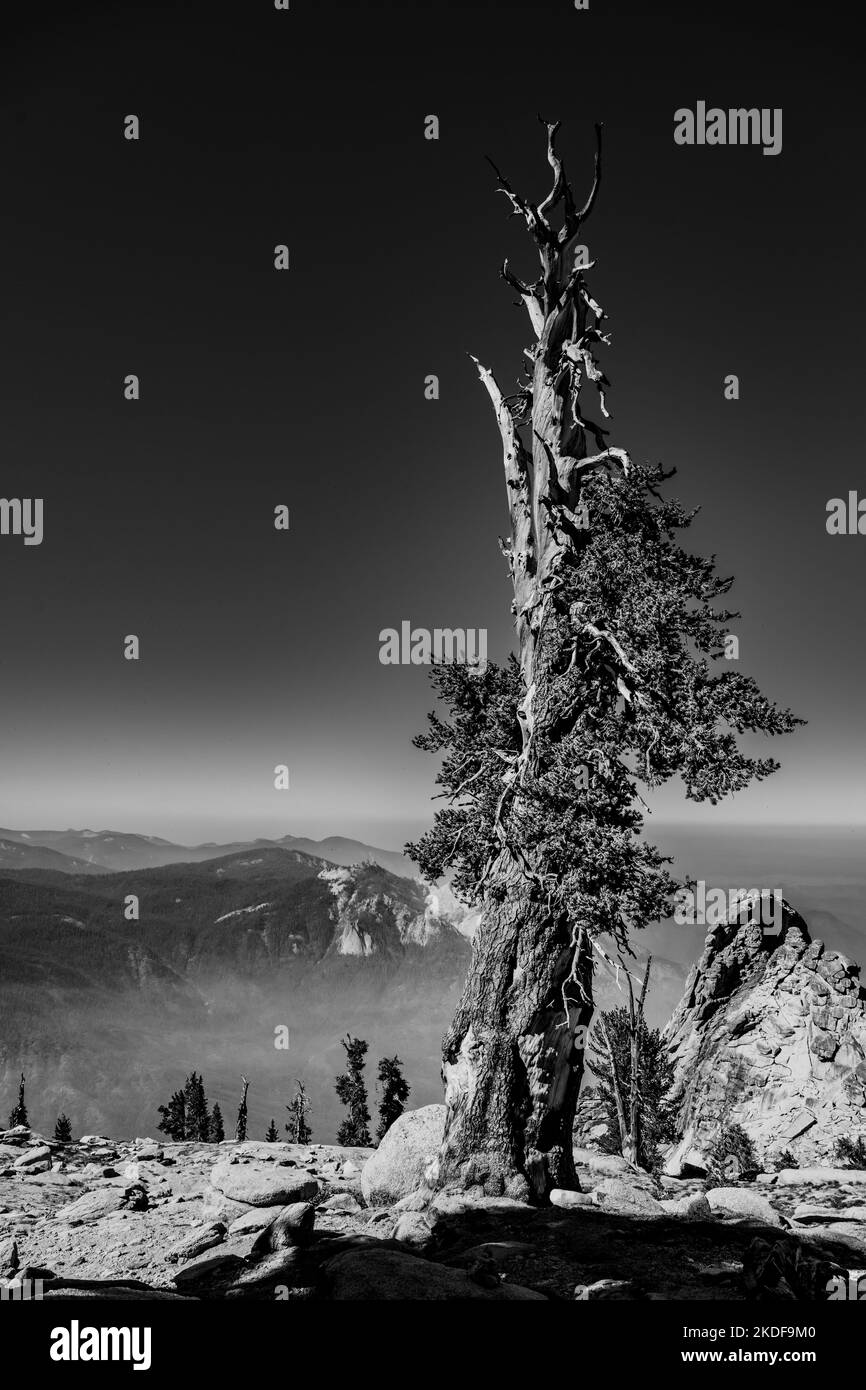 Gray Scale of Foxtail Pine near summit of Alta Peak  in Sequoia Stock Photo