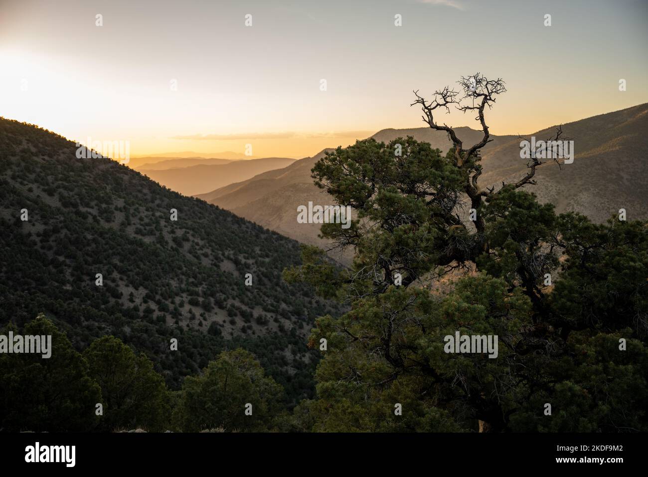 Mahagony tree hi-res stock photography and images - Alamy
