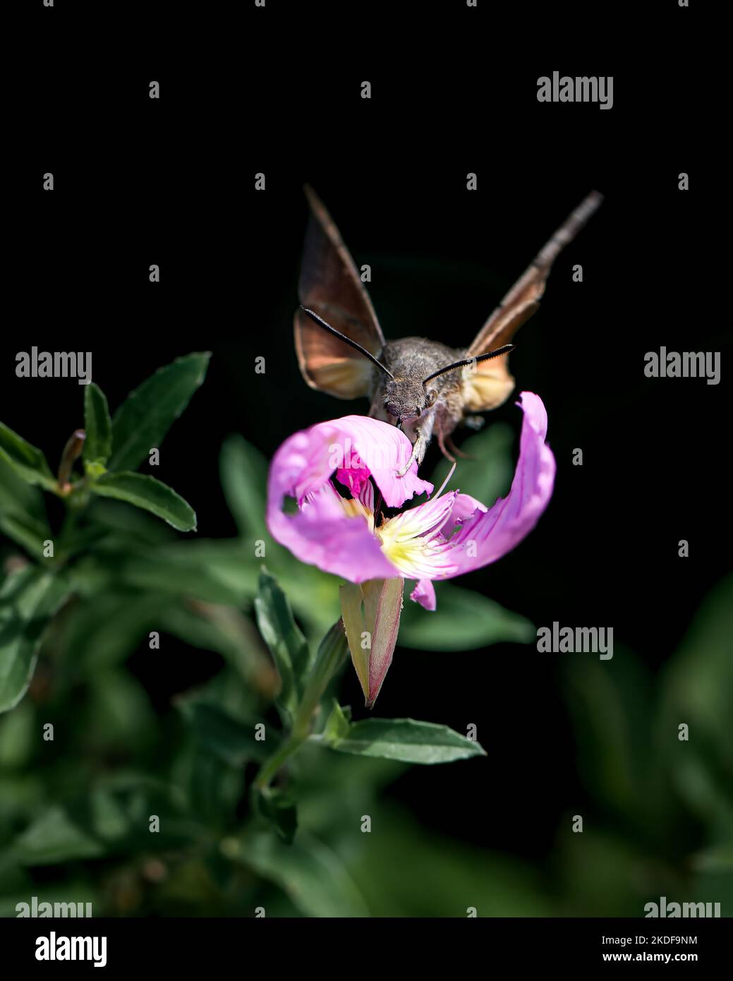 Flying Hummingbird or hawk-moth photo, close-up photo of hummingbird