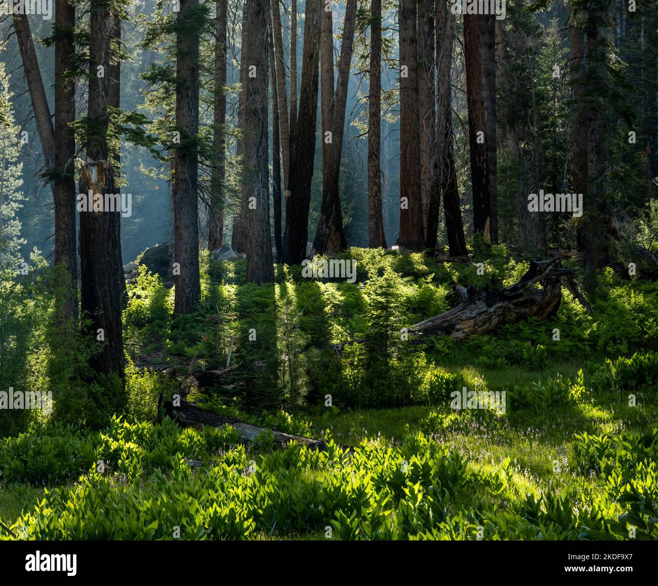 Hint Of Smoke Hangs In The Air Along Edge Of Flower Filled Meadow in Kings Canyon National park Stock Photo