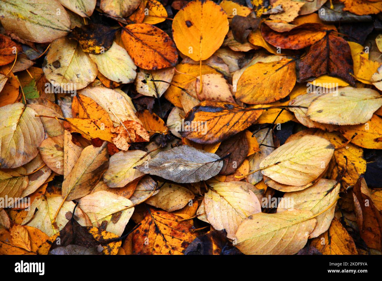 Texture from yellow autumn leaves lying on the ground Stock Photo - Alamy
