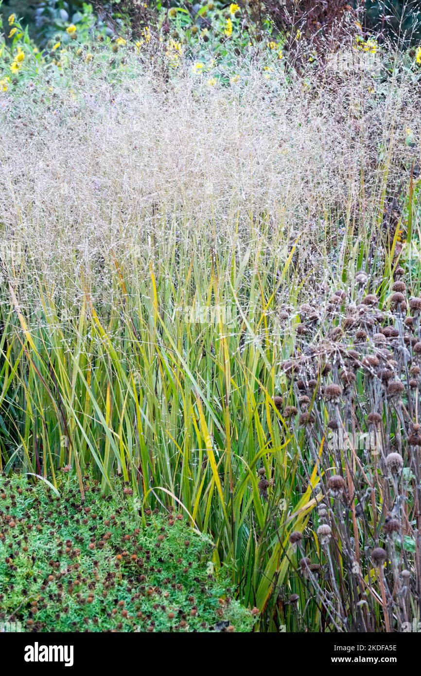 Panic grass, Switch Grass, Panicum virgatum 'JS Black and Blue', Autumn, Garden, Grasses, Edge Stock Photo