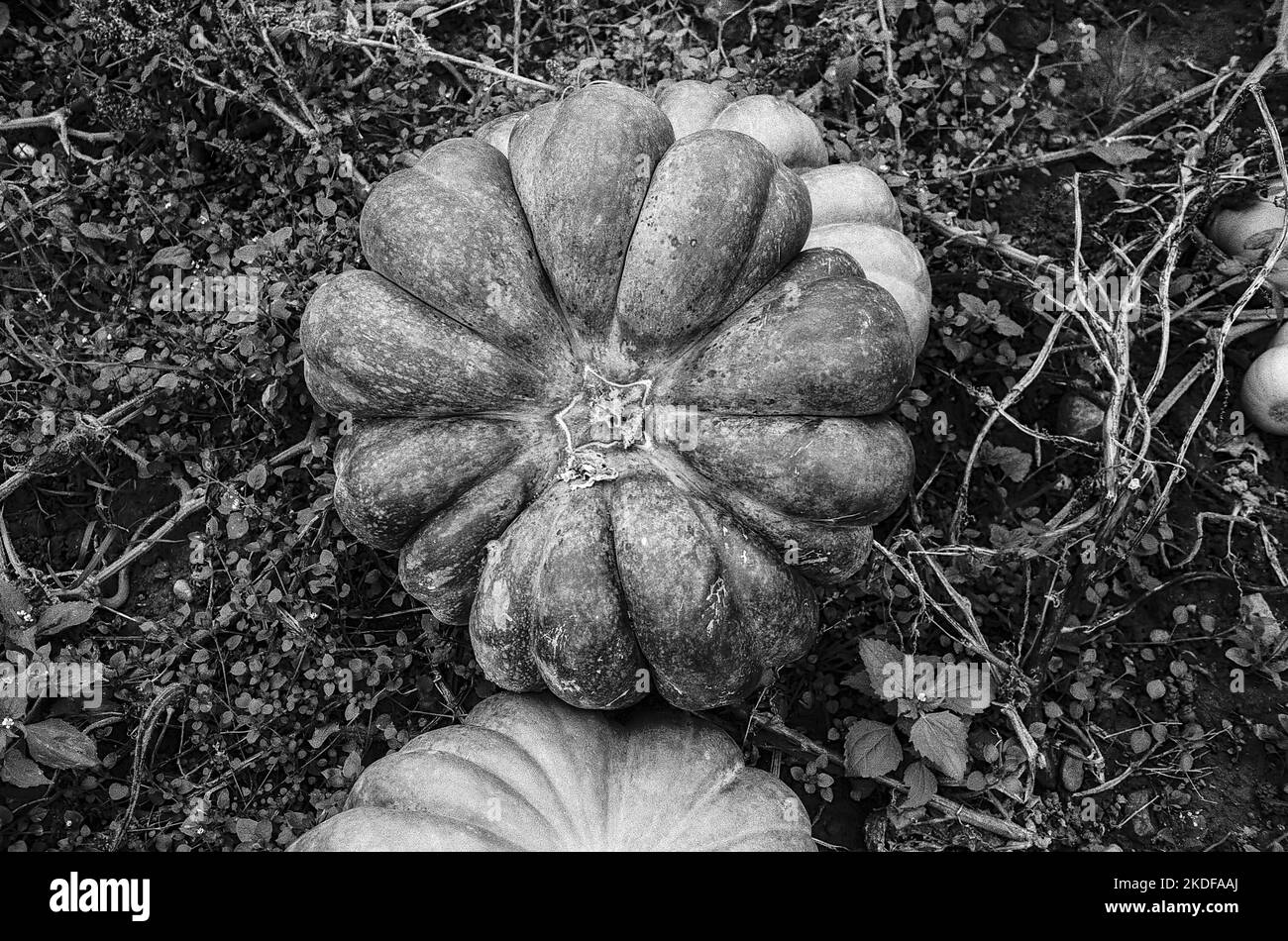 Pumpkin in autumn in Switzerland shot with Black and white analogue film technique Stock Photo