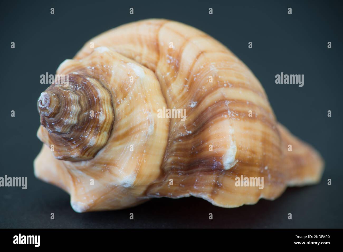 A colorful Hawkwing conch shell on black Stock Photo - Alamy