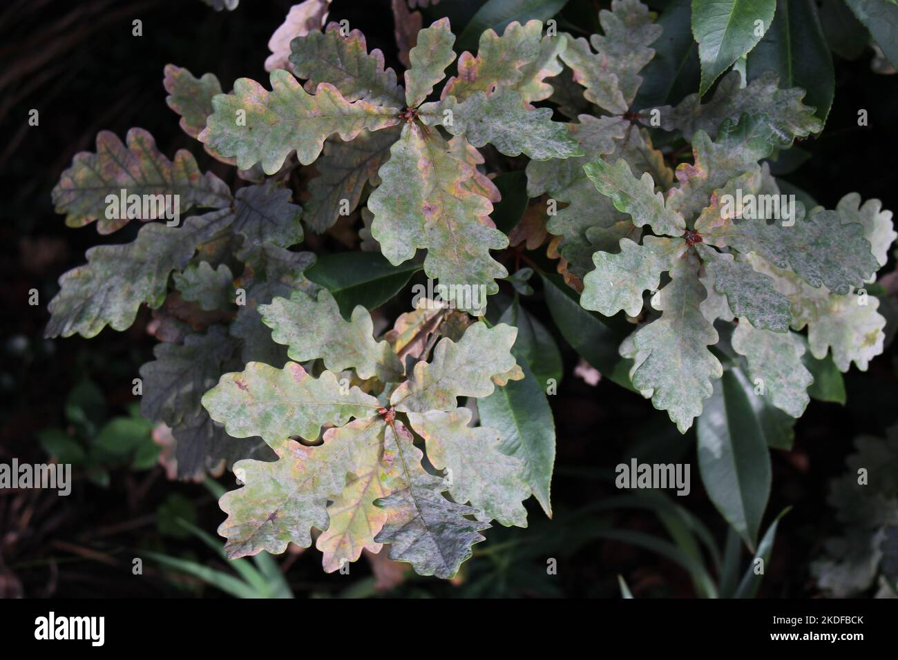 Dying oak tree diseased hi-res stock photography and images - Alamy