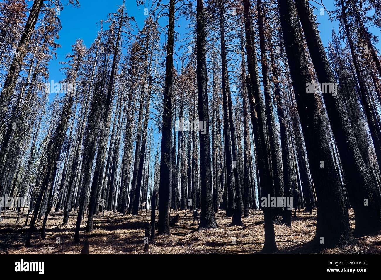 Walking through a forest fire burn in Lassen Volcanic National Park, California, USA Stock Photo