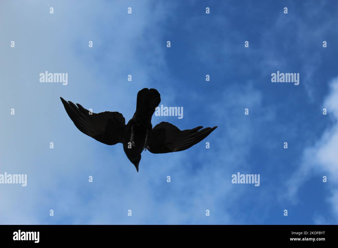 Black crow bird silhouette against a cloudy blue sky - tense with claws out. Concept for soaring, circling over prey Stock Photo
