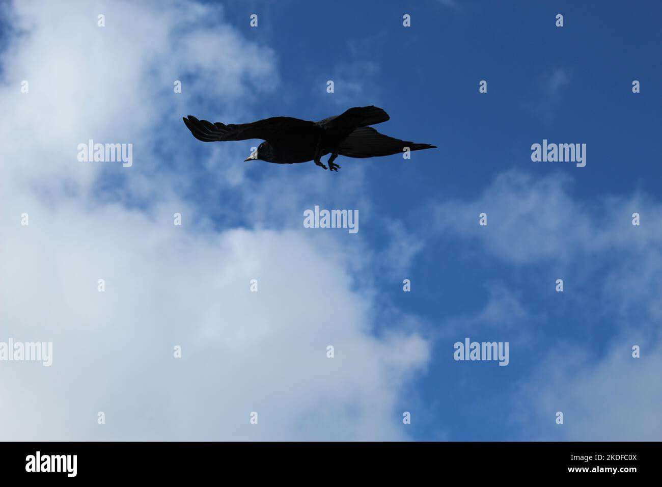 Silhouette of a soaring black bird crow against a blue sky with wispy