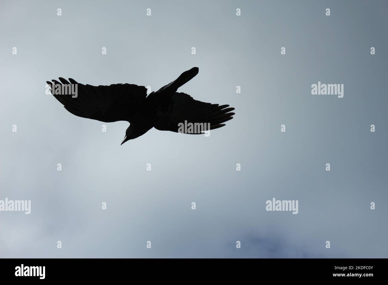 Minimalist black crow silhouette background. Bird flying against cloudy grey sky Stock Photo