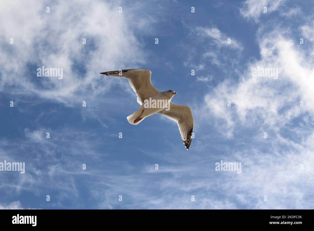 Silhouette of a soaring adult herring gull against a blue sky with