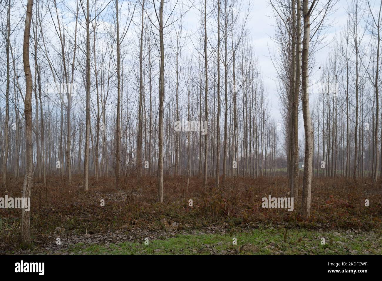 Poplar trees in the autumn period of the year. The forest in the autumn period of the year