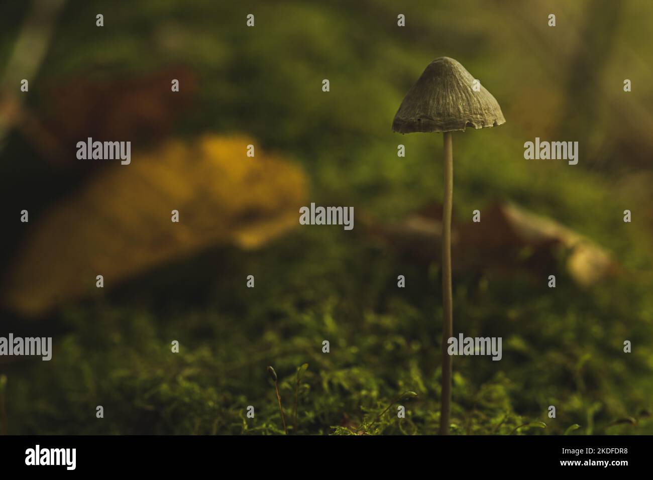 Close-up at fungus growing on moss. Tiny Mushroom in autumn forest Stock Photo