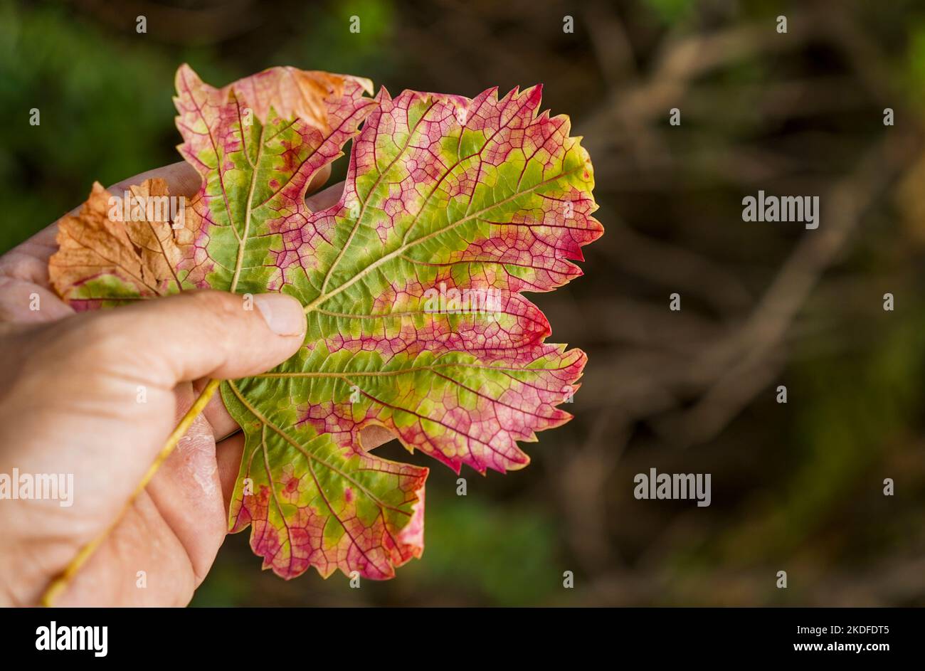 Hand holding a colourful vine leaf hires stock photography and images