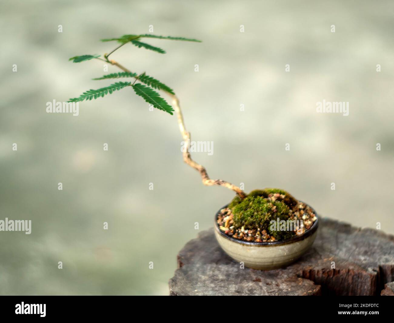 Small tree setting put it in a small pot as a mini bonsai Stock Photo