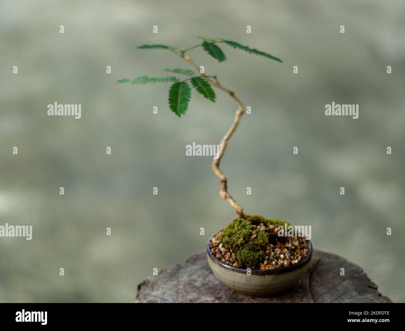 Small tree setting put it in a small pot as a mini bonsai Stock Photo