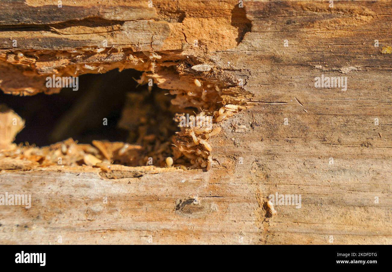 Drywood termite infestation, with damage on wooden beams.Spain. Stock Photo