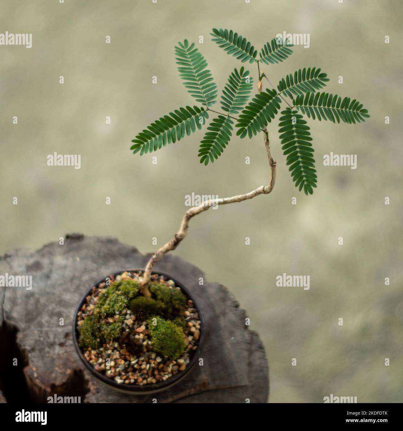 Small tree setting put it in a small pot as a mini bonsai Stock Photo