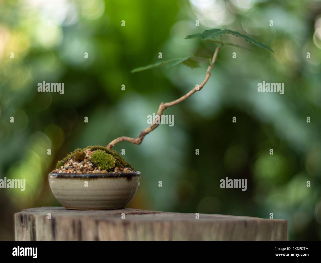Small tree setting put it in a small pot as a mini bonsai Stock Photo