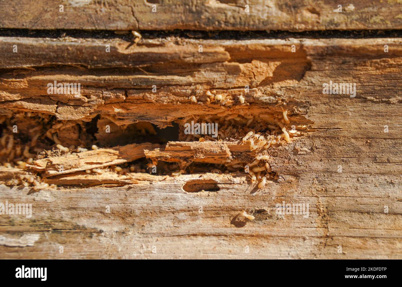 Termite tunnels hi-res stock photography and images - Alamy