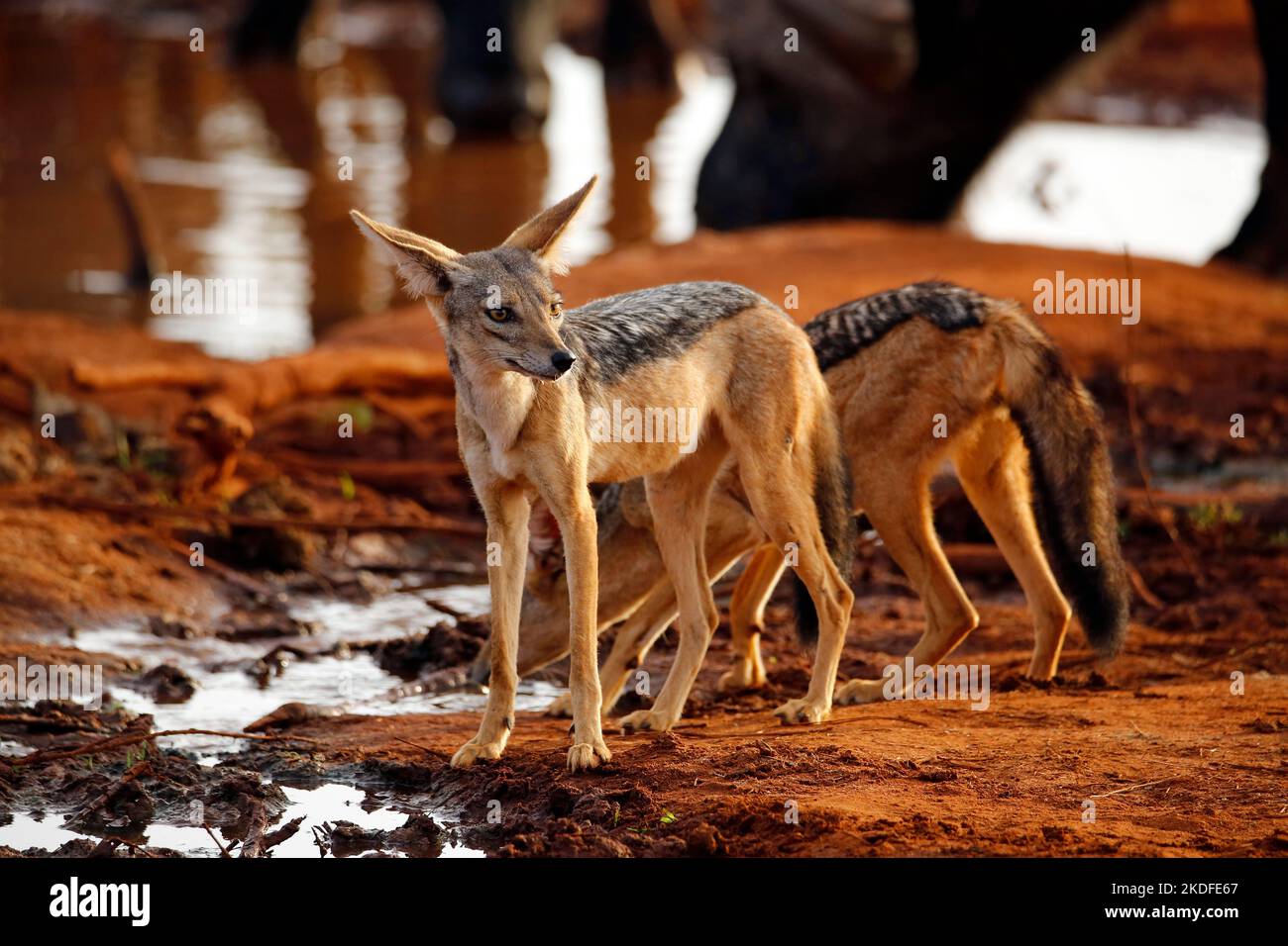 Black-backed Jackals (Canis mesomelas) by the Waterhole. Tsavo East, Kenya Stock Photo