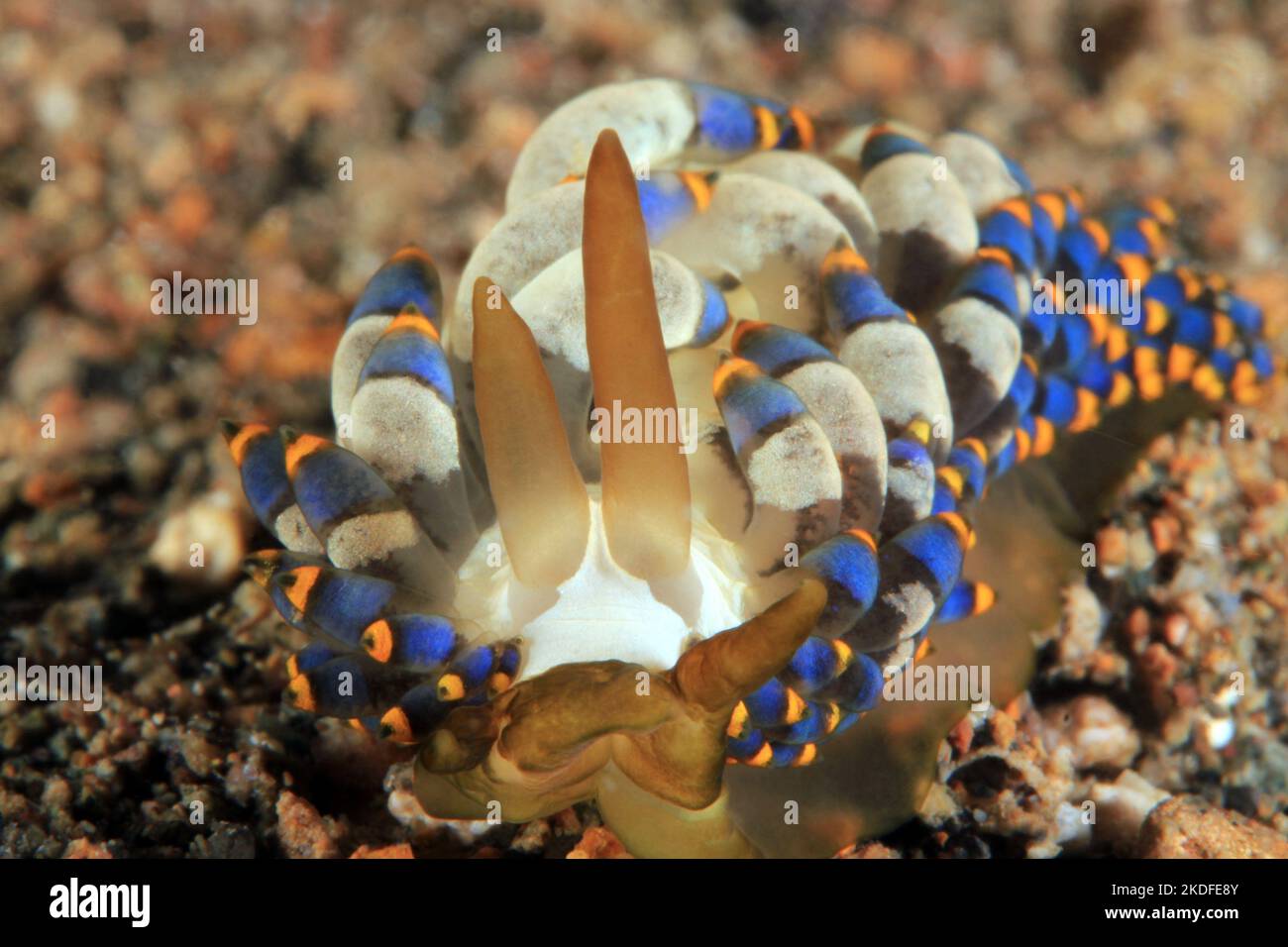 Close-up of a Trinchesia yamasui Nudibranch. Anilao, Philippines Stock Photo