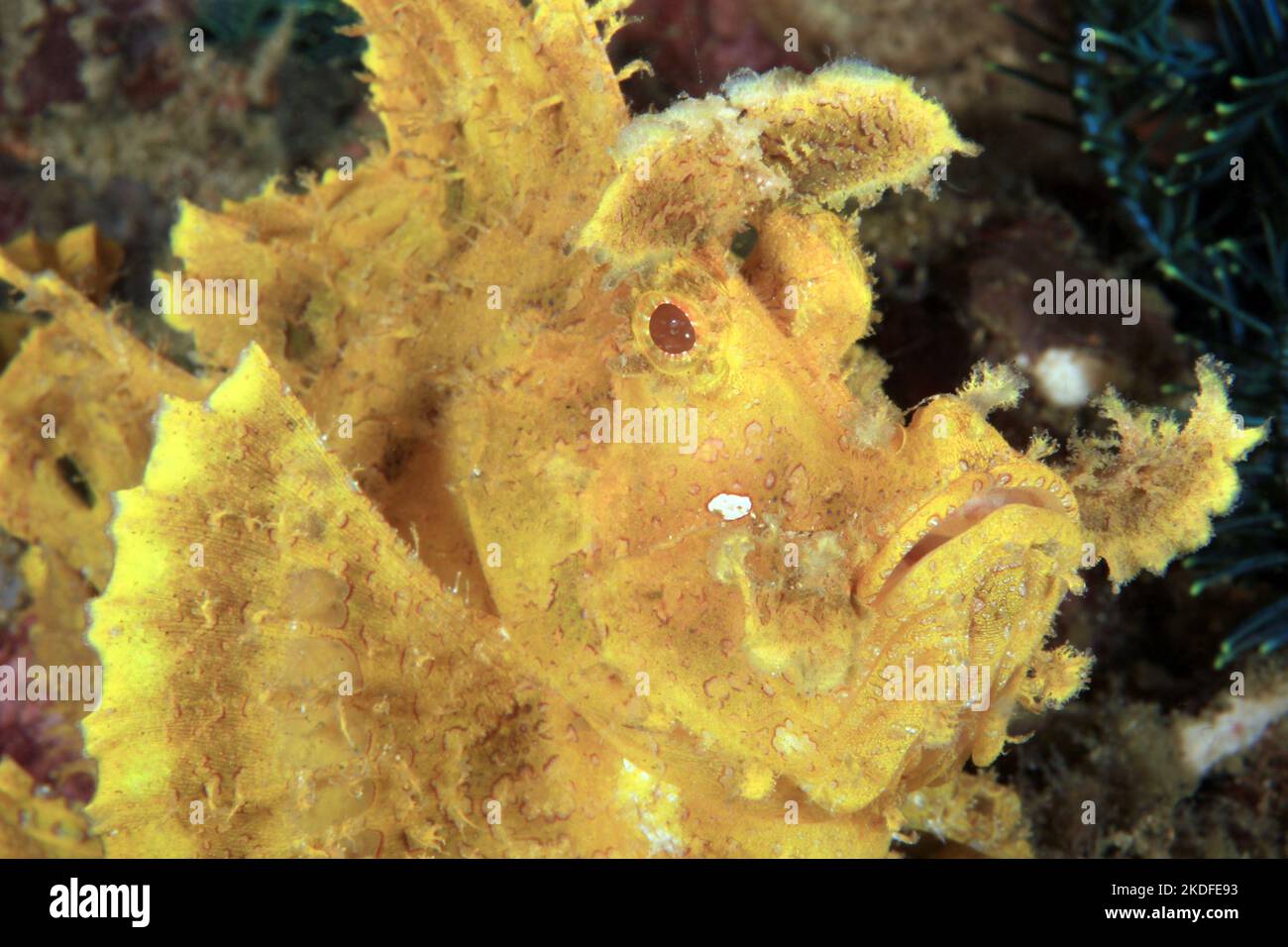 Close-up of a Yellow Weedy Scorpionfish (Rhinopias frondosa). Anilao, Philippines Stock Photo