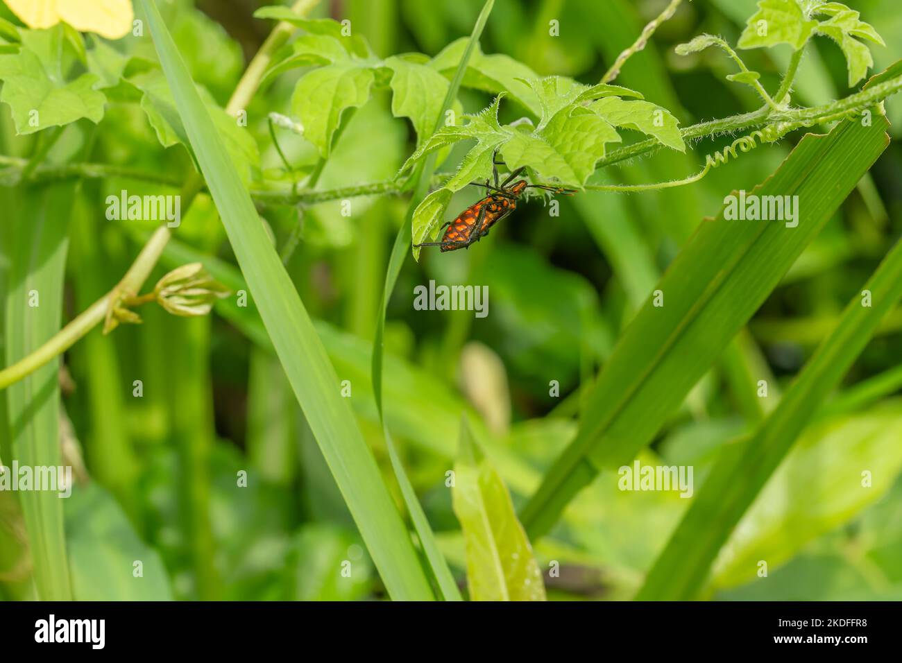 A pest animal named Arilus cristatus who is hanging on the tip of a green leaf, has a blurry green foliage background Stock Photo