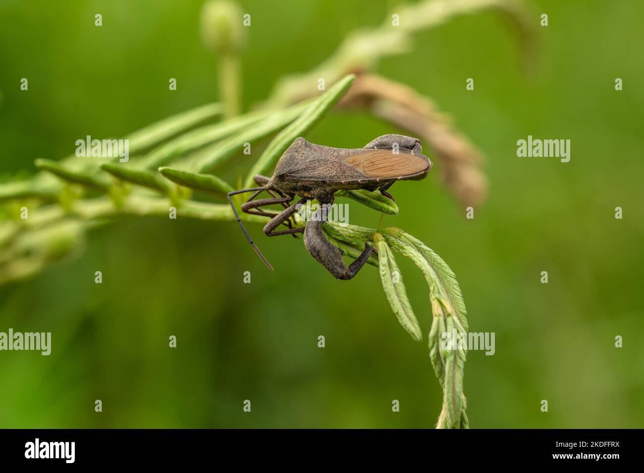 A pest animal named Arilus cristatus who is hanging on the tip of a green leaf, has a blurry green foliage background Stock Photo