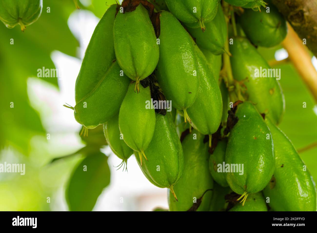 A bunch of Averrhoa bilimbi fruit that is ready to harvest is fresh green, has a blurry green foliage background Stock Photo