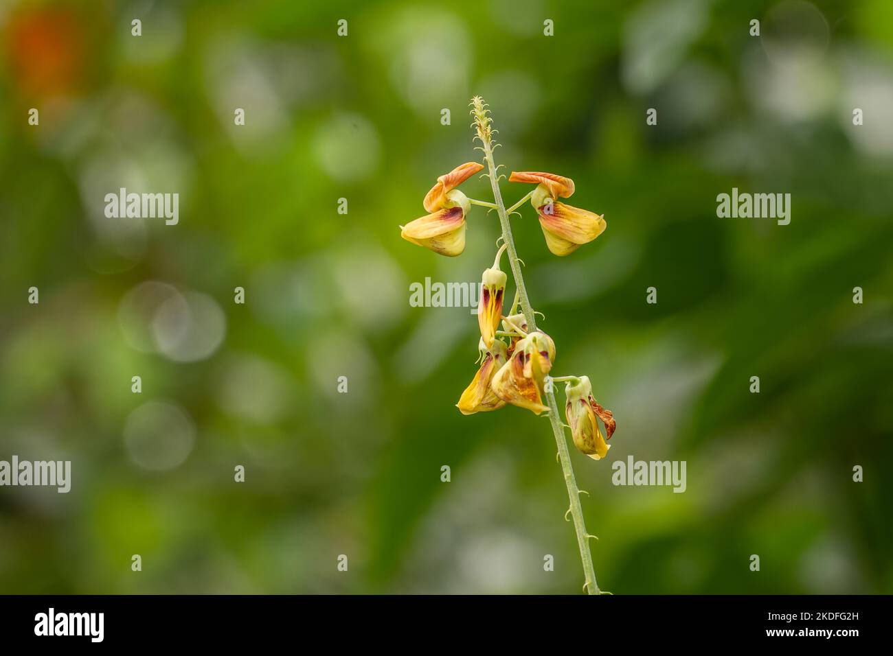 A yellow flower of Crotalaria trichotoma Bojer pops up among the grass, has a blurry green grass background Stock Photo