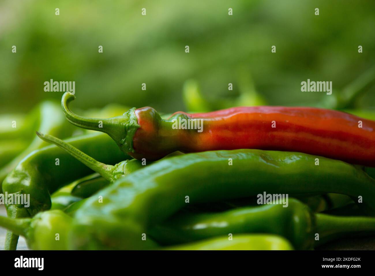 Hot chili pepper on a blurred green background Stock Photo - Alamy