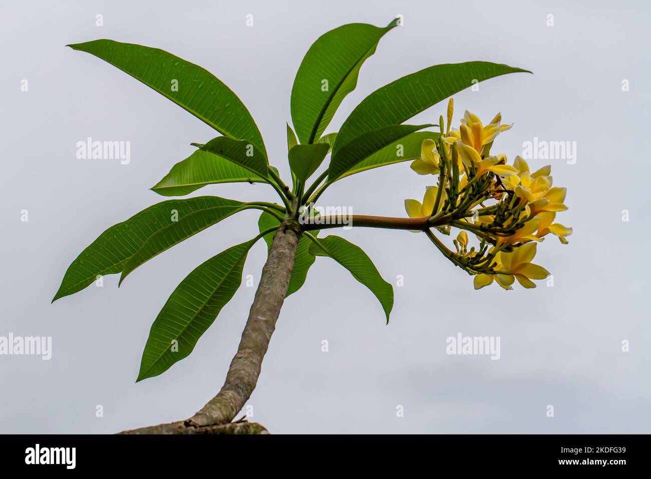 A yellow Frangipani flower with fresh green flowers, isolated on a bluish-white clear sky Stock Photo