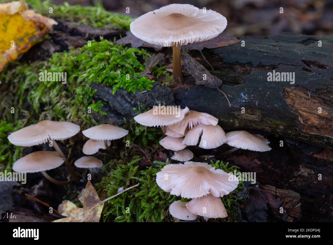 A closeup of marasmius oreades mushrooms growing in a forest Stock Photo