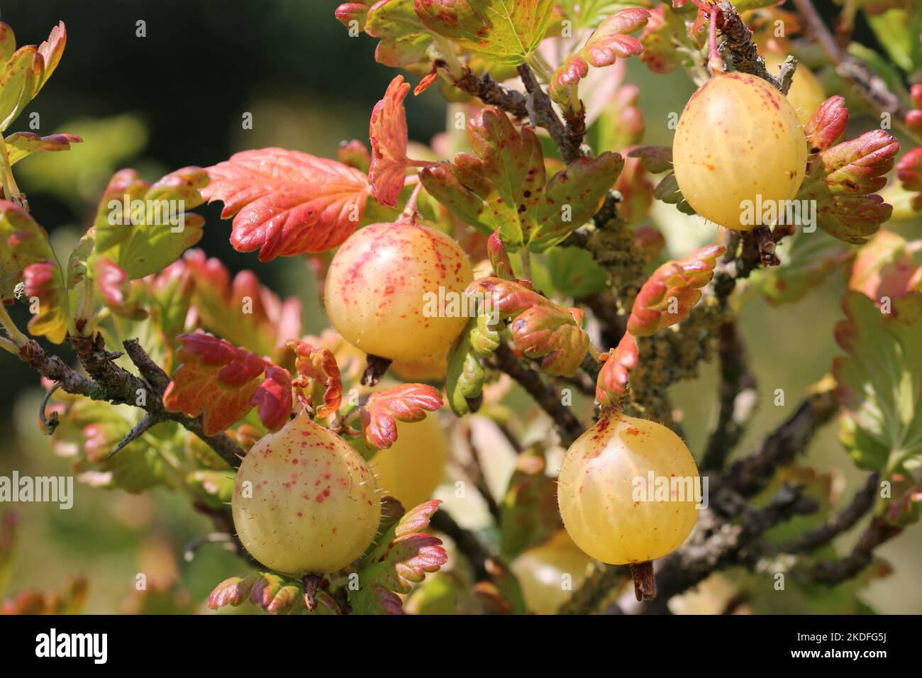 Gooseberry Ribes Gooseberry, Ribes uva crispa of unknown variety, ripe green fruit with ...