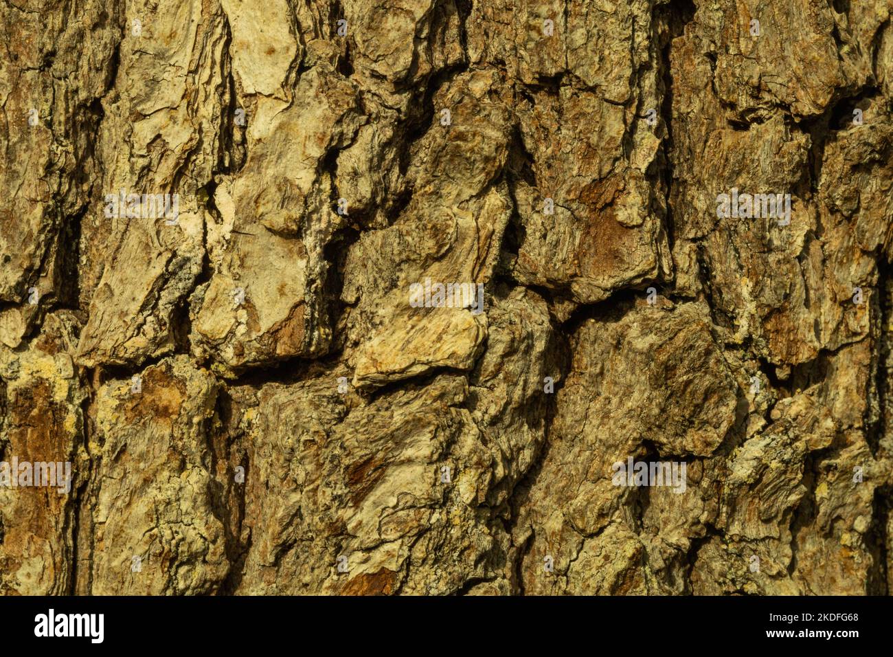 Pater wood. Wooden bark texture. Tree texture background Stock Photo