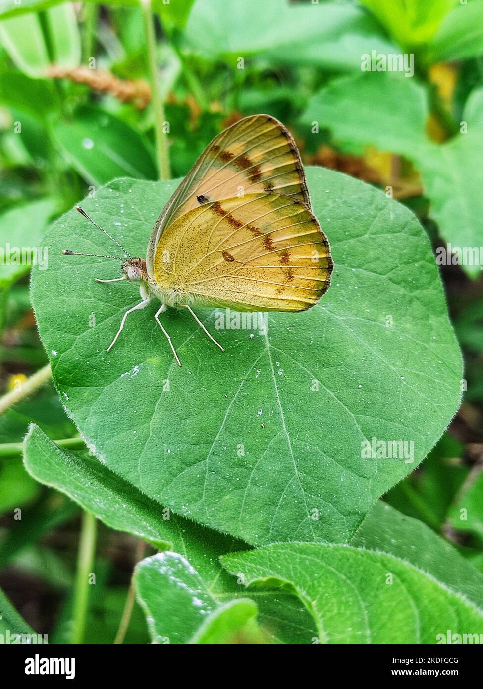 A closeup of a colotis butterfly on a green leaf, in a vertical shot