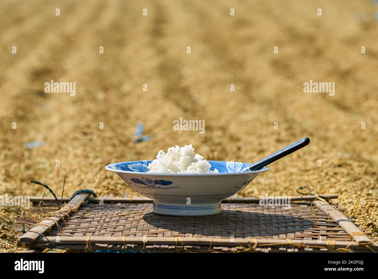 Drying rice by the roadside in rural Thailand Stock Photo - Alamy