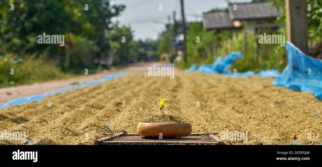 Drying rice by the roadside in rural Thailand Stock Photo - Alamy