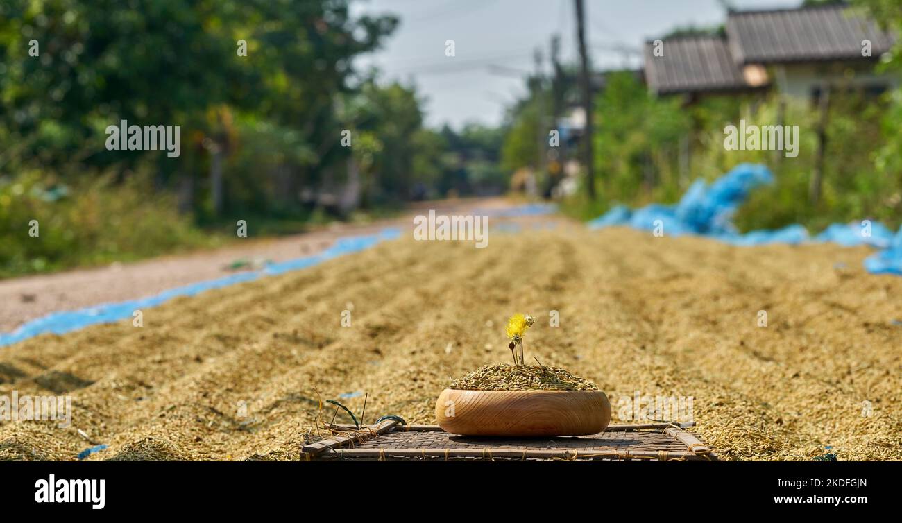 Drying rice by the roadside in rural Thailand Stock Photo - Alamy